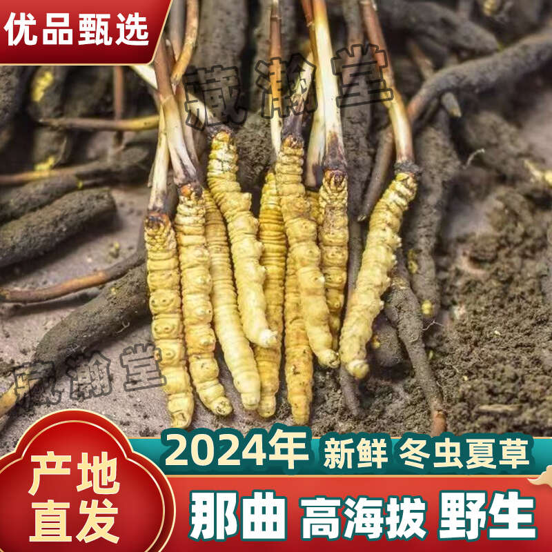 Kaiyun：春回高原拉薩探索生態與經濟雙贏之路(圖1)