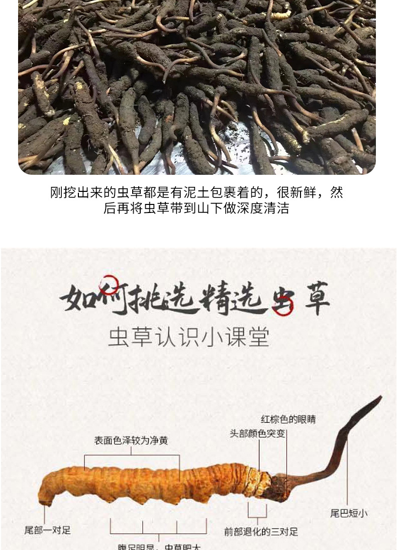 安徽阜陽：“大數據+仿生艙”培植出冬蟲夏草！_產業資訊_食用菌新聞_中國食用菌商務網(圖1)