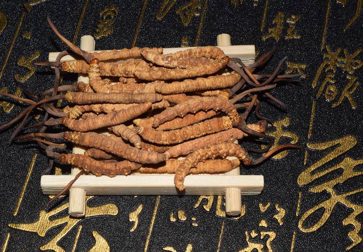 山東廣饒：技術(shù)人員室內(nèi)培育北冬蟲草(圖1)