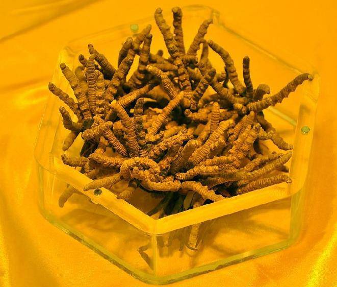 24年投資240億！宜都東陽光“三駕馬車”驅動生物醫藥、大健康與電子新材料創新(圖1)
